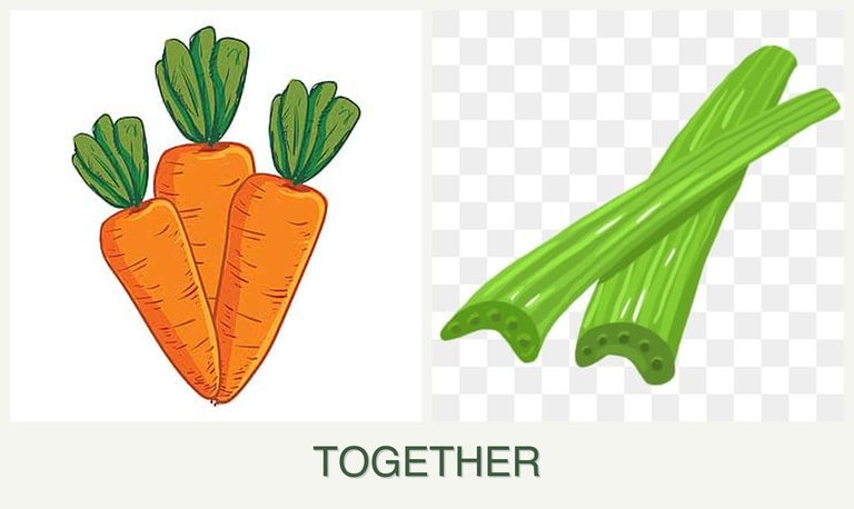 Can you plant carrots and celery together?