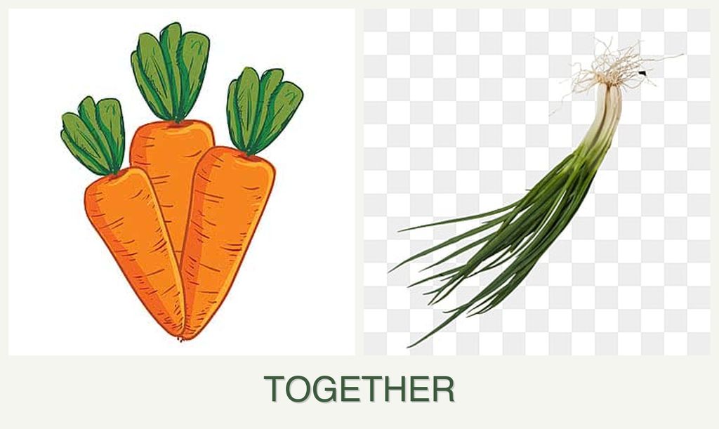 Can you plant carrots and chives together?