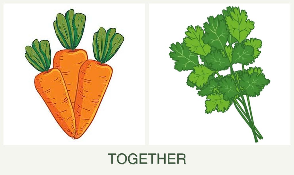 Can you plant carrots and cilantro together?