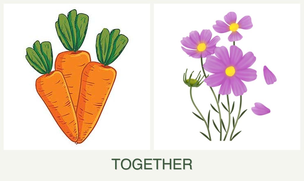 Can you plant carrots and cosmos together?