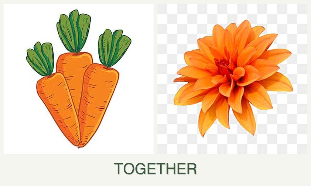 Can you plant carrots and dahlias together?