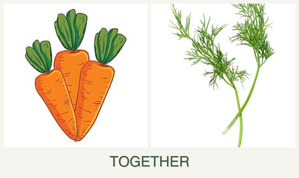 Can you plant carrots and dill together?