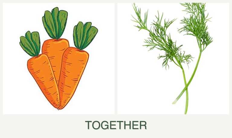 Can you plant carrots and dill together?