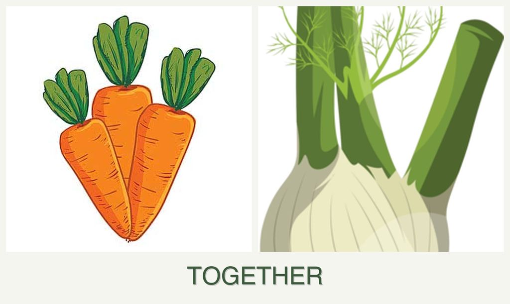 Can you plant carrots and fennel together?