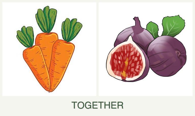 Can you plant carrots and figs together?