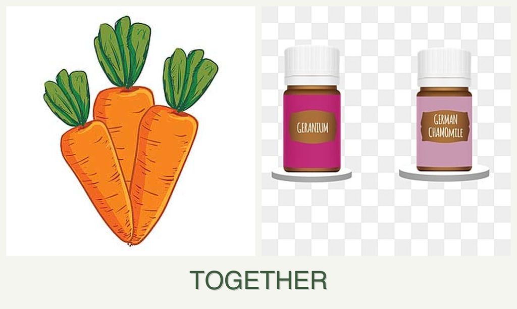 Can you plant carrots and geraniums together?