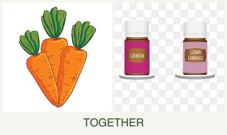 Can you plant carrots and geraniums together?