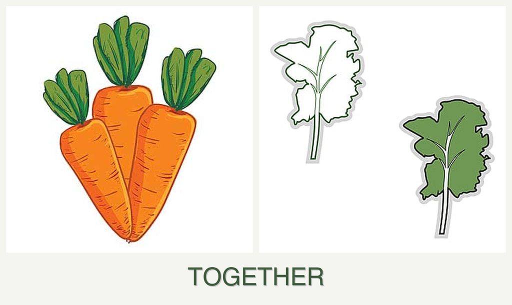 Can you plant carrots and kale together?