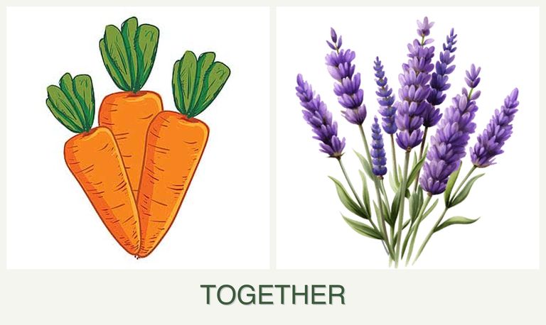 Can you plant carrots and lavender together?