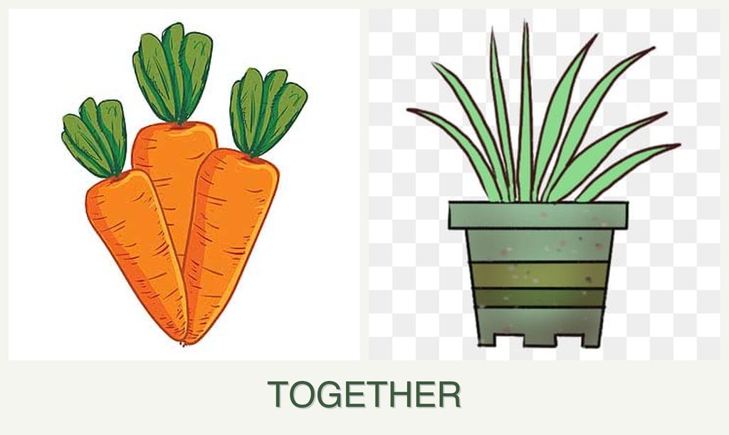 Can you plant carrots and lemongrass together?