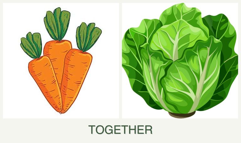 Can you plant carrots and lettuce together?