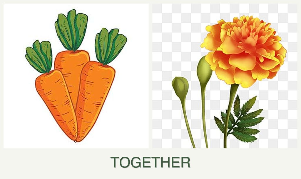 Can you plant carrots and marigolds together?