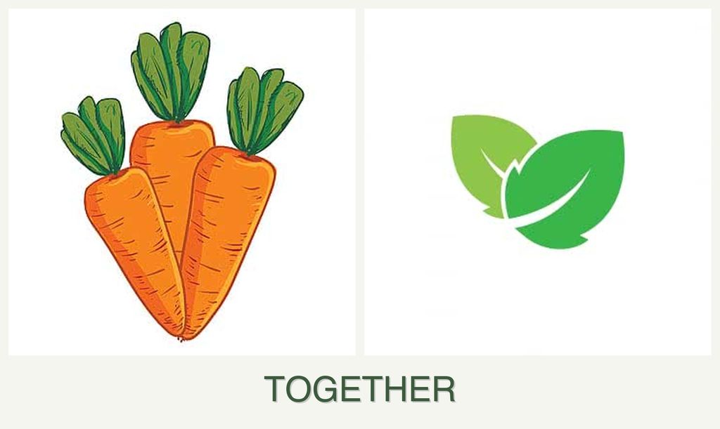 Can you plant carrots and mint together?