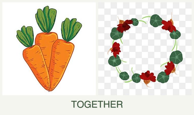 Can you plant carrots and nasturtiums together?