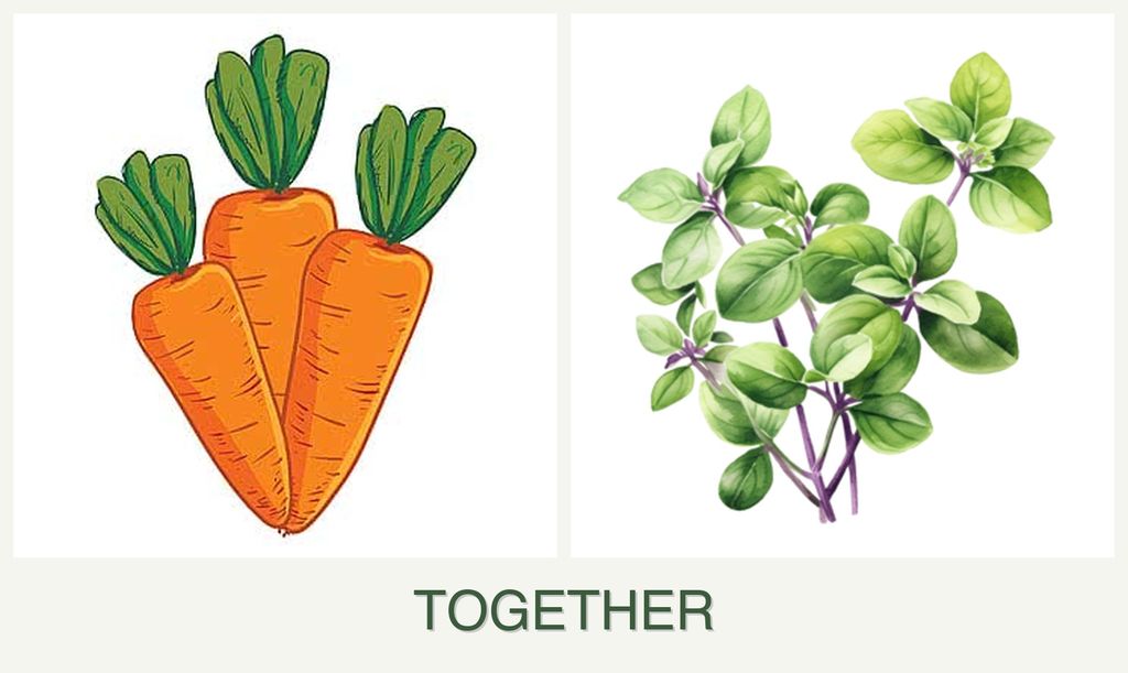 Can you plant carrots and oregano together?