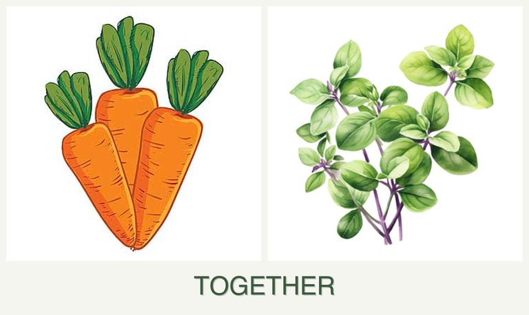 Can you plant carrots and oregano together?