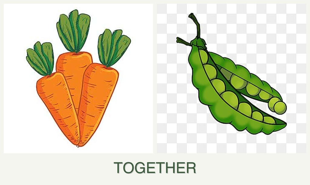 Can you plant carrots and peas together?