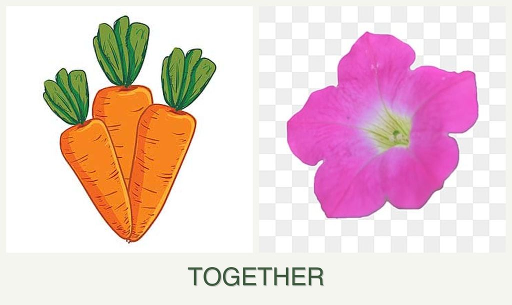 Can you plant carrots and petunias together?