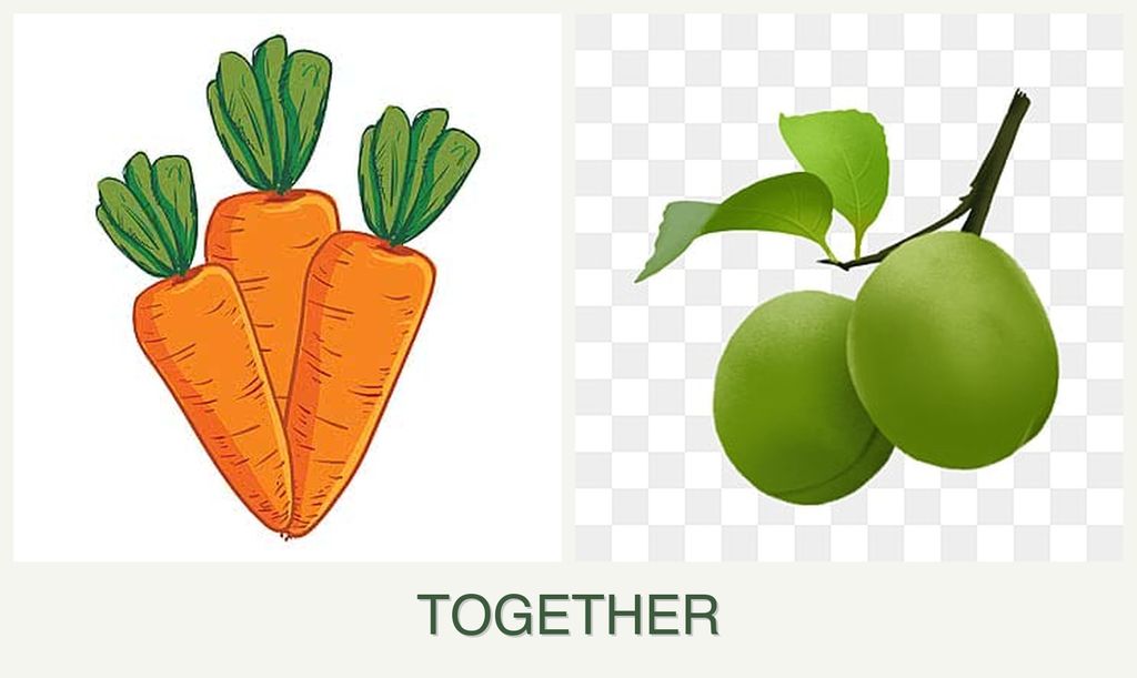 Can you plant carrots and plums together?