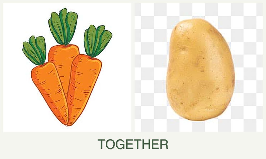 Can you plant carrots and potatoes together?