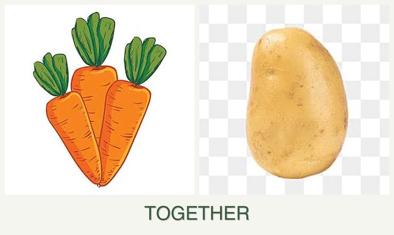 Can you plant carrots and potatoes together?