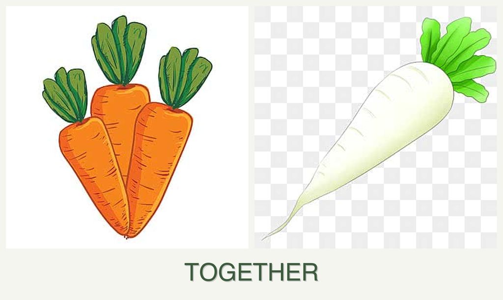 Can you plant carrots and radishes together?