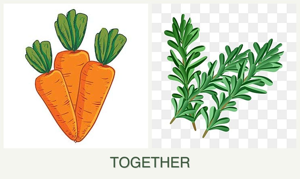 Can you plant carrots and rosemary together?