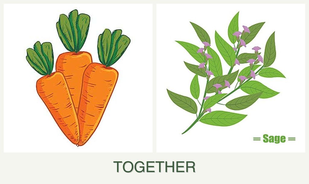 Can you plant carrots and sage together?