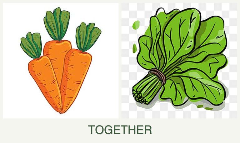 Can you plant carrots and spinach together?