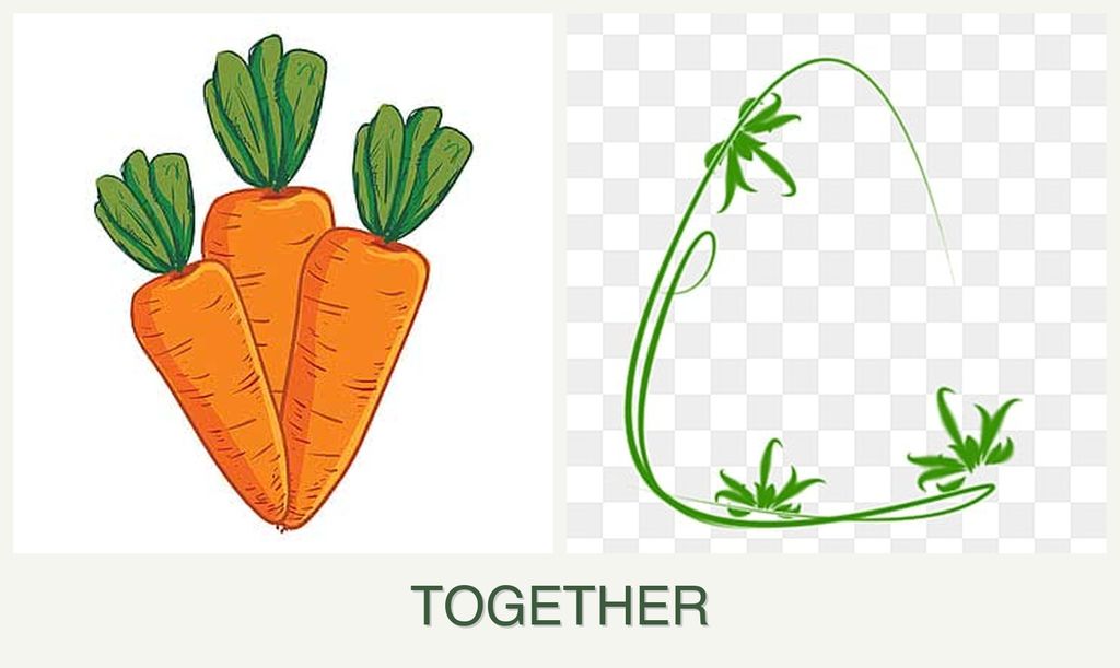 Can you plant carrots and tarragon together?
