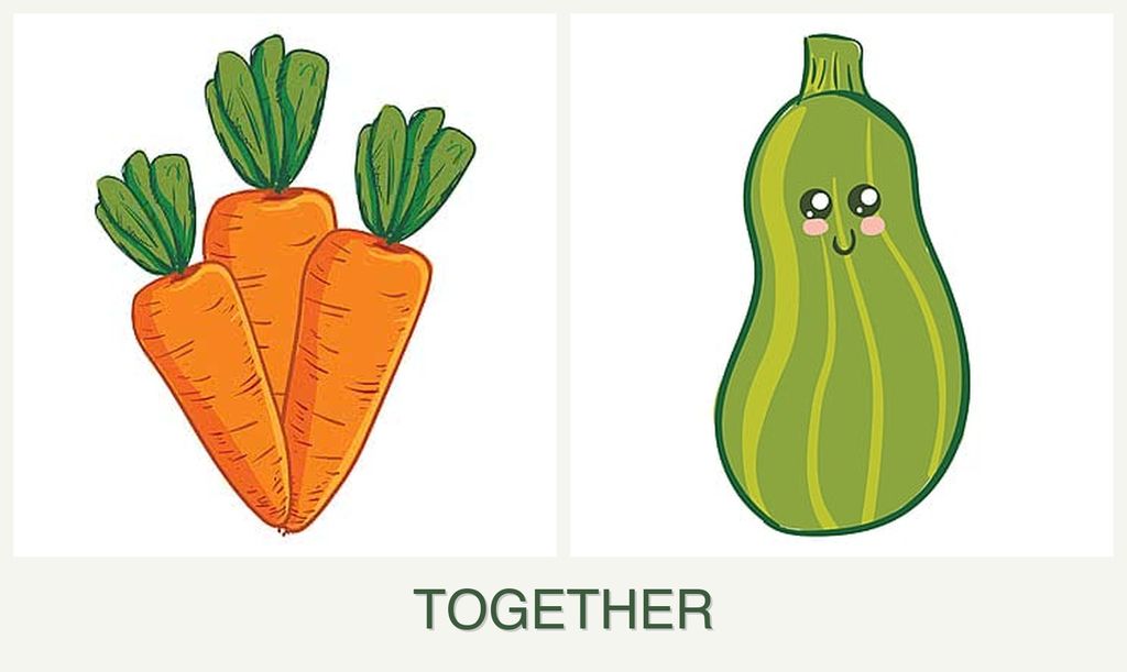 Can you plant carrots and zucchini together?