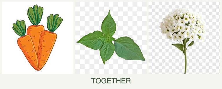 Can you plant carrots, basil and alyssum together?