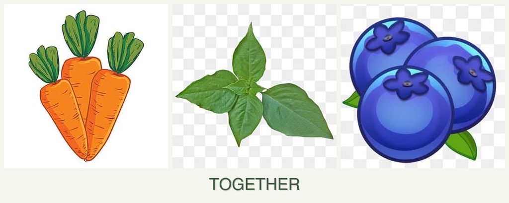 Can you plant carrots, basil and blueberries together?