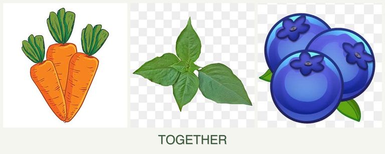 Can you plant carrots, basil and blueberries together?
