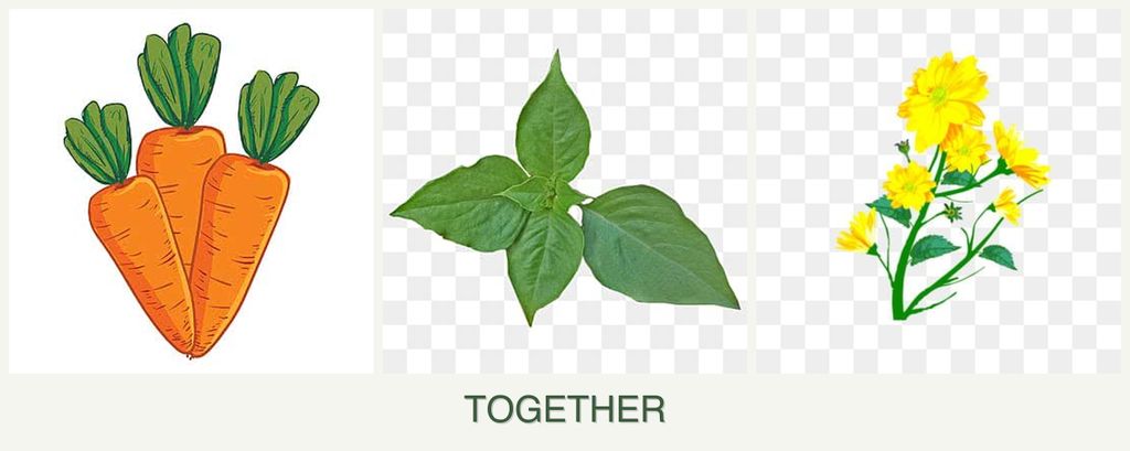 Can you plant carrots, basil and calendula together?