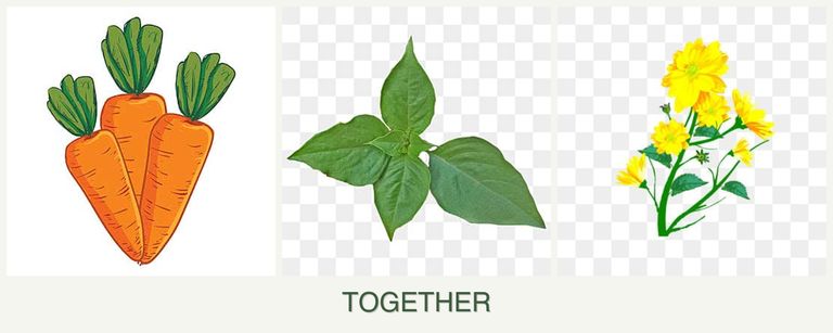 Can you plant carrots, basil and calendula together?