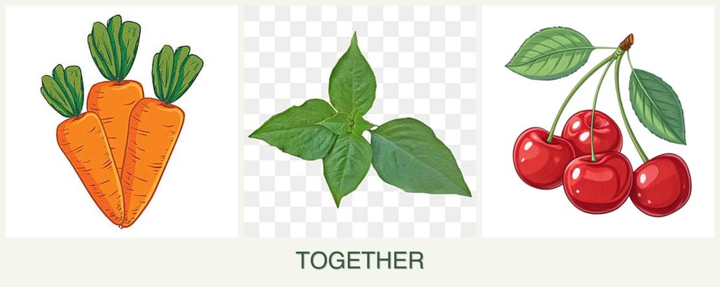 Can you plant carrots, basil and cherries together?