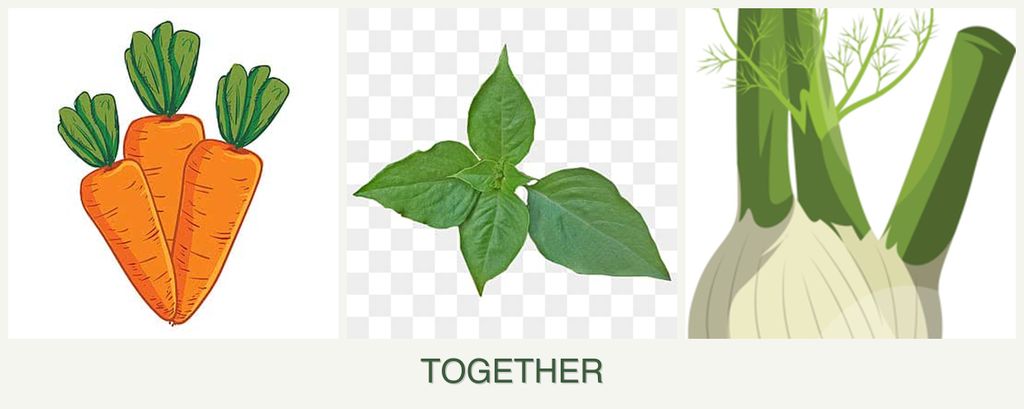 Can you plant carrots, basil and fennel together?