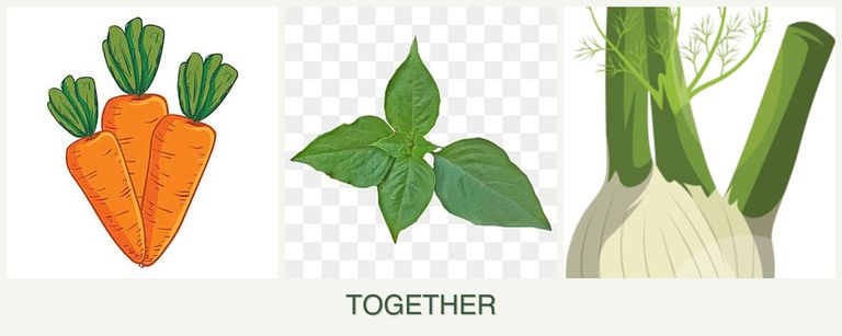 Can you plant carrots, basil and fennel together?