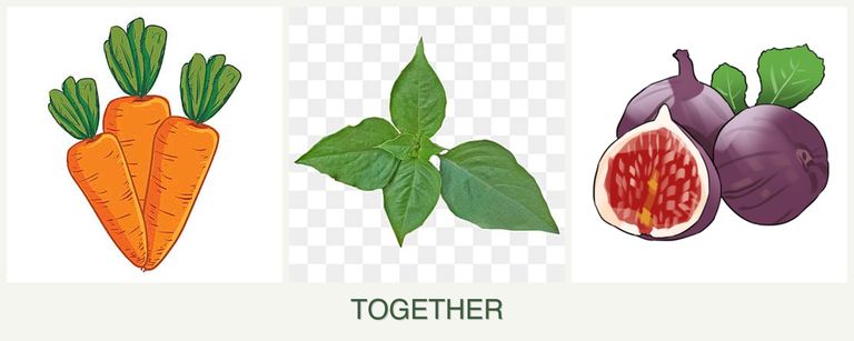 Can you plant carrots, basil and figs together?