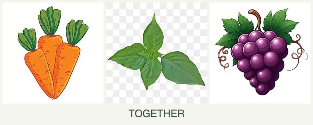 Can you plant carrots, basil and grapes together?