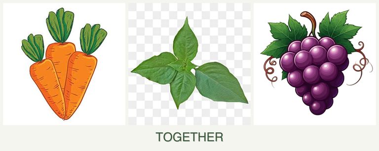 Can you plant carrots, basil and grapes together?