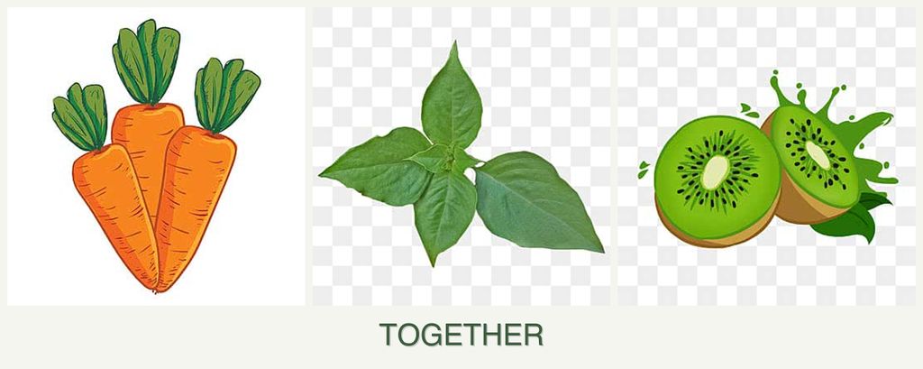 Can you plant carrots, basil and kiwi together?