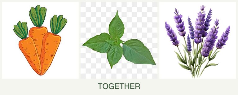 Can you plant carrots, basil and lavender together?