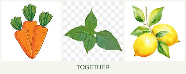 Can you plant carrots, basil and lemons together?