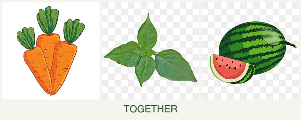 Can you plant carrots, basil and melons together?