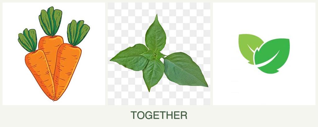 Can you plant carrots, basil and mint together?