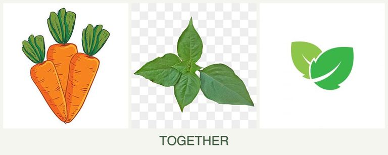 Can you plant carrots, basil and mint together?