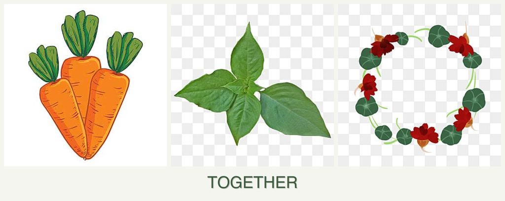 Can you plant carrots, basil and nasturtiums together?