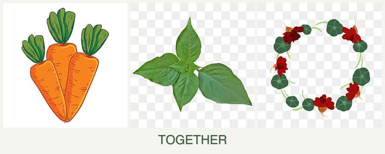 Can you plant carrots, basil and nasturtiums together?